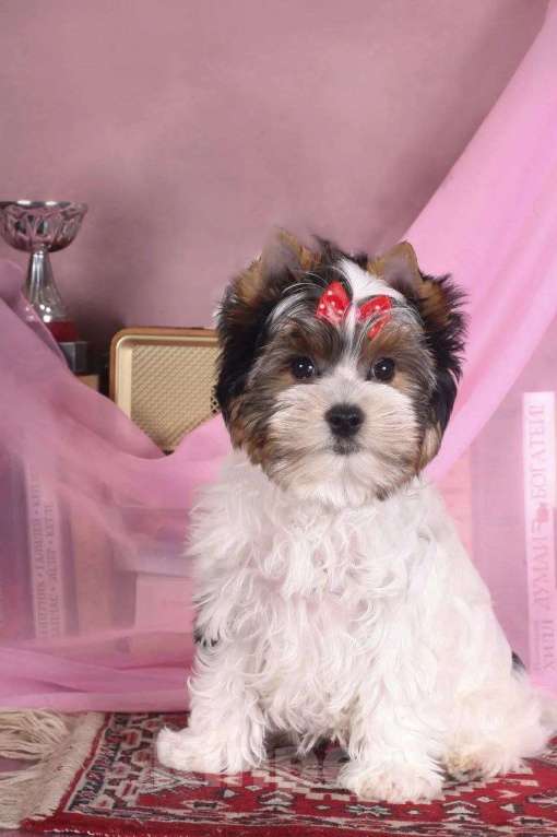 Собаки в Москве: Мальчик Бивер Мальчик, 45 000 руб. - фото 1