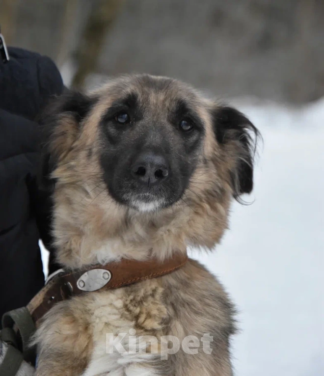 Собаки в Москве: Лиска в поисках любящей семьи  Девочка, Бесплатно - фото 3