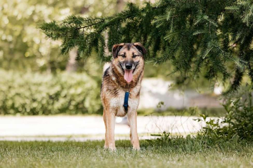 Собаки в Москве: Бро - ваш будущий лучший Друг! В добрые руки Мальчик, Бесплатно - фото 6