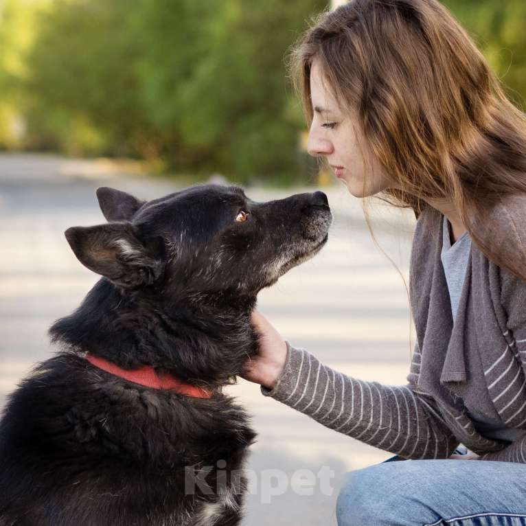 Собаки в Москве: Очень умный пёс-компаньон Мальчик, Бесплатно - фото 7