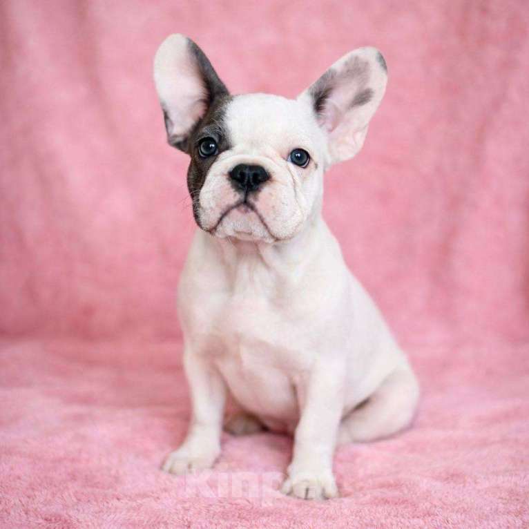 Собаки в Москве: Французская элита Девочка, 100 000 руб. - фото 9