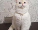 Кошки в Симферополе: Истинный британец Мальчик, 50 000 руб. - фото 2