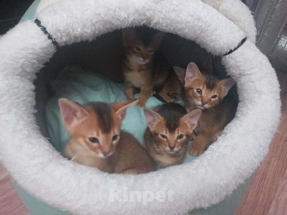 Кошки в Москве: Абиссинские котята Девочка, 30 000 руб. - фото 2