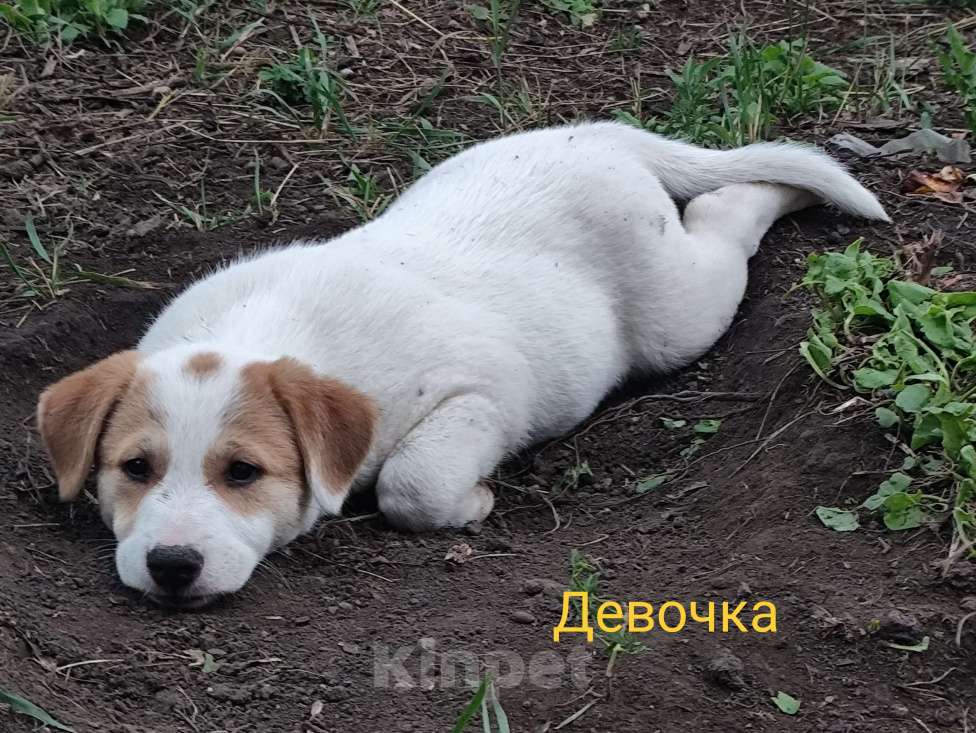 Собаки в других городах Воронежской области: Герда и Белочка ищут свой дом и любящих хозяев. Девочка, Бесплатно - фото 2