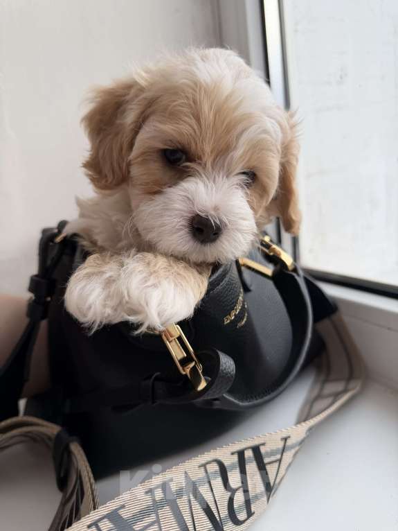 Собаки в Иваново: Той-пудель мальчик Мальчик, 90 000 руб. - фото 6