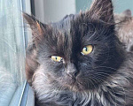 Кошки в Москве: Пушистая малышка с уникальным окрасом ищет семью Девочка, Бесплатно - фото 4
