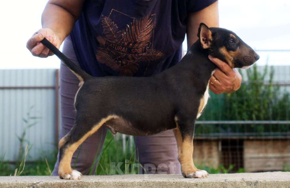 Собаки в Всеволожске: ММ МОККО АМАРЕТТО  Мальчик, Бесплатно - фото 5