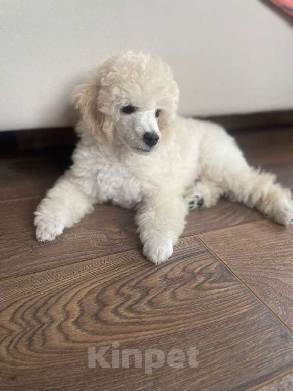 Собаки в других городах Московской области: Продается белый миниатюрный пудель  Мальчик, 150 000 руб. - фото 2