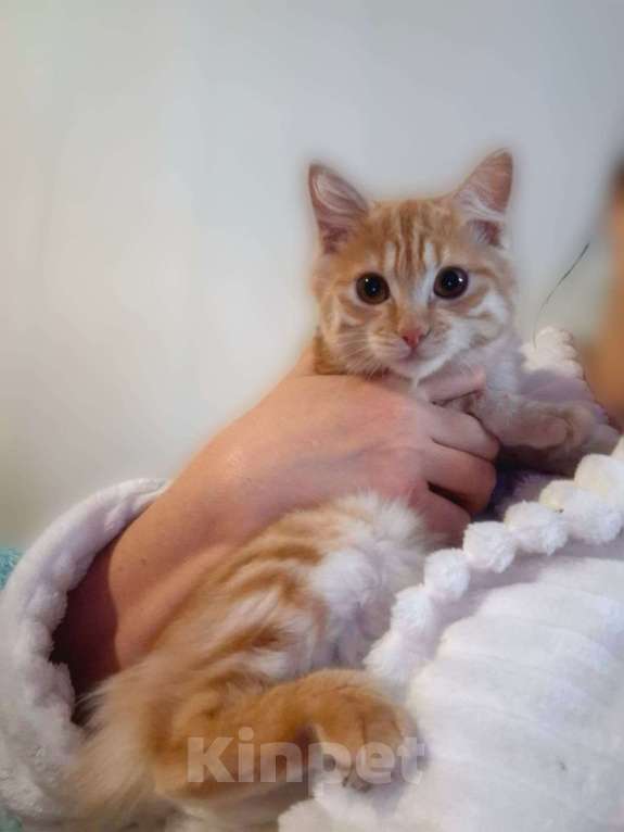 Кошки в Ростове-на-Дону: Курильский бобтейл девочка красного окраса Девочка, 40 000 руб. - фото 3