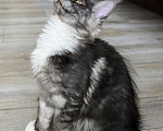 Кошки в Черноголовке: Мейн-кун девочка под разведение (Tuxedo smoke) Девочка, 35 500 руб. - фото 7