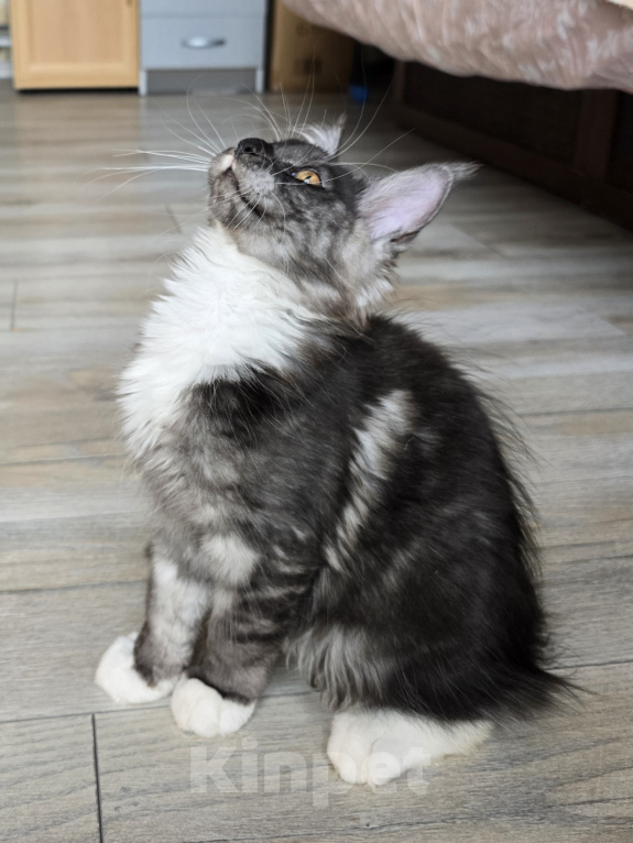 Кошки в Черноголовке: Мейн-кун девочка под разведение (Tuxedo smoke) Девочка, 35 500 руб. - фото 7