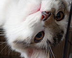 Кошки в Москве: Шурик котенок Мальчик, Бесплатно - фото 6
