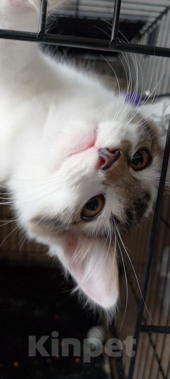 Кошки в Москве: Шурик котенок Мальчик, Бесплатно - фото 6