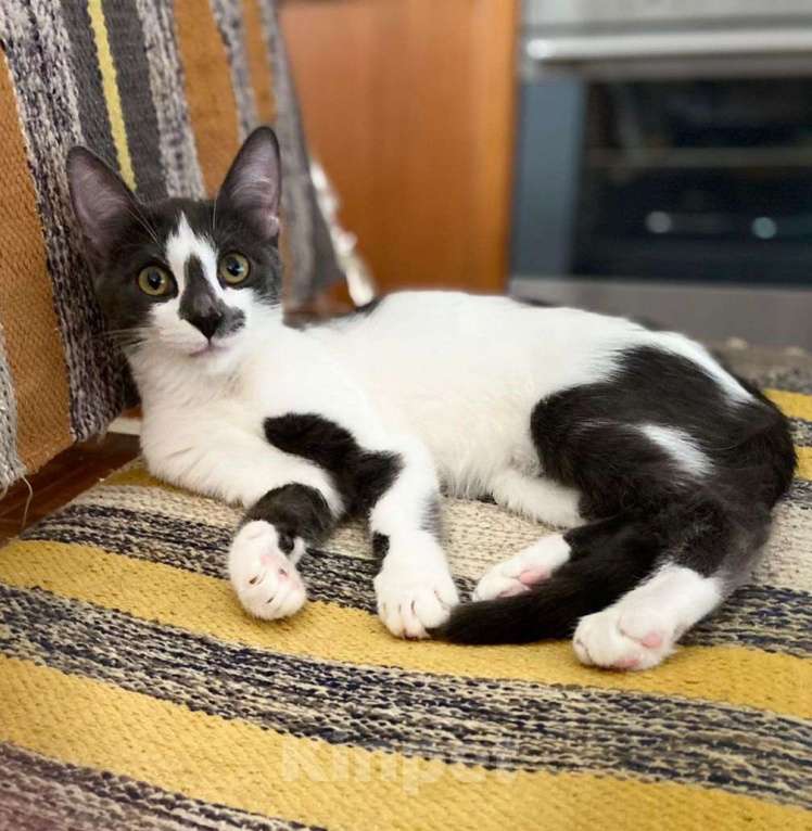 Кошки в Москве: Смешная девчонка  - котенок Зефирка, 3 месяца Девочка, Бесплатно - фото 4