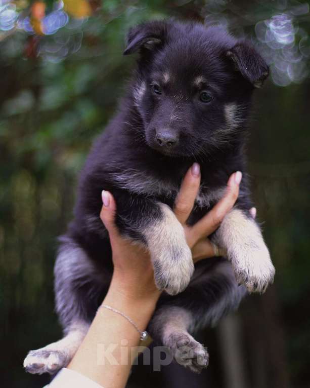 Собаки в Москве: Щенки - девочки ищут дом! Девочка, Бесплатно - фото 3