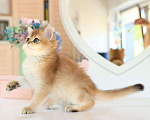 Кошки в Владивостоке: Британский котенок. Шикарная девочка Девочка, 80 000 руб. - фото 5