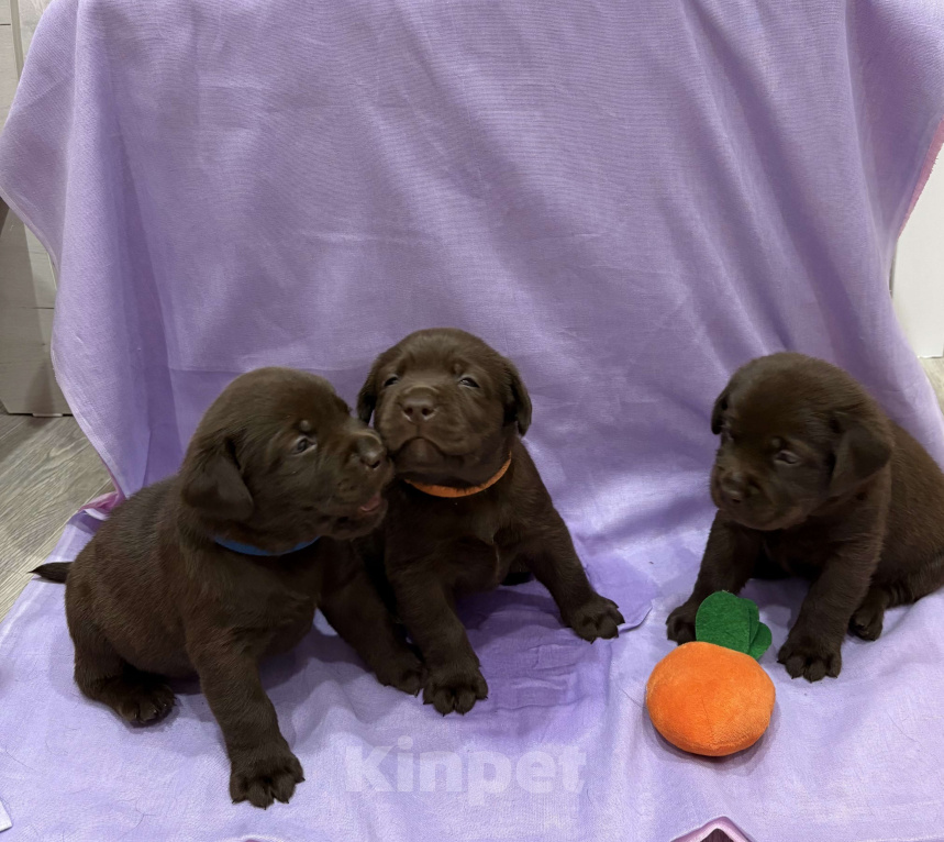 Собаки в Саратове: Щенки лабрадор-ретривер Разнополые, Бесплатно - фото 1