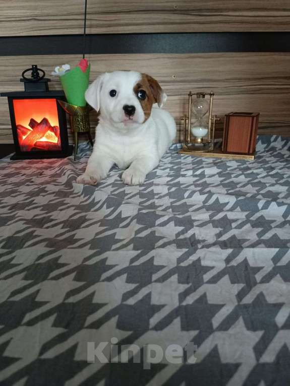 Собаки в Красноармейске: Продаю прекрасную породу Джек Рассел терьер Мальчик, Бесплатно - фото 4