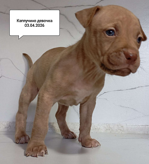 Американский питбультерьер щенок девочка