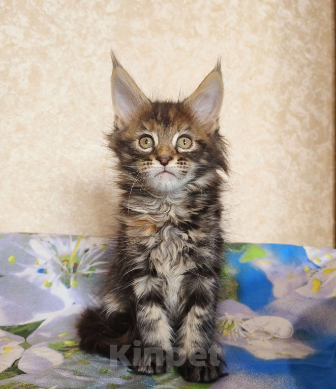 Кошки в Москве: Котёнок Мейн-Кун из питомника Девочка Девочка, 50 000 руб. - фото 8