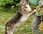Собаки в Москве: Рокки - бесстрашный волчонок Мальчик, Бесплатно - фото 6