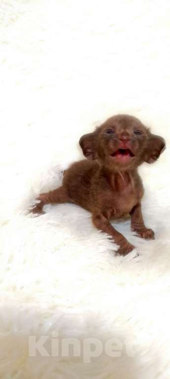 Кошки в Екатеринбурге: Ориентальная Мальчик, 35 000 руб. - фото 4