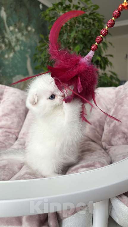 Кошки в Нижнем Новгороде: Шотландская леди!  Девочка, Бесплатно - фото 2