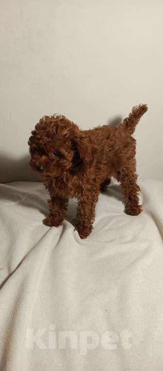 Собаки в Москве: Девочка той пудель ред браун Девочка, Бесплатно - фото 2