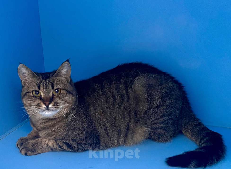 Кошки в Москве: Симона ищет хозяина ❤️‍🩹 Девочка, Бесплатно - фото 3