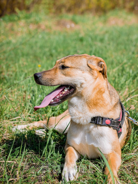 Собаки в Москве: Лучший друг в добрые руки Мальчик, Бесплатно - фото 1