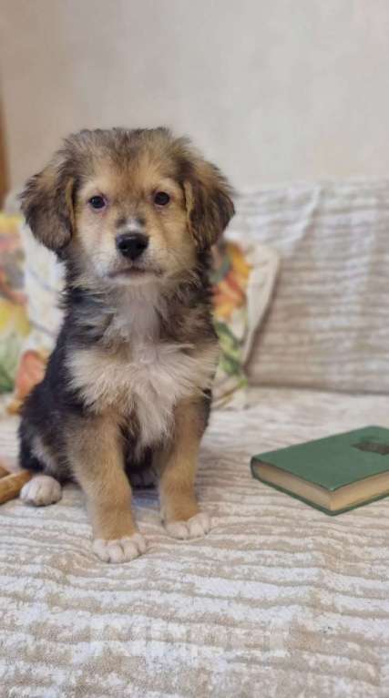 Собаки в Ивантеевке: Лео из степей Мальчик, Бесплатно - фото 4