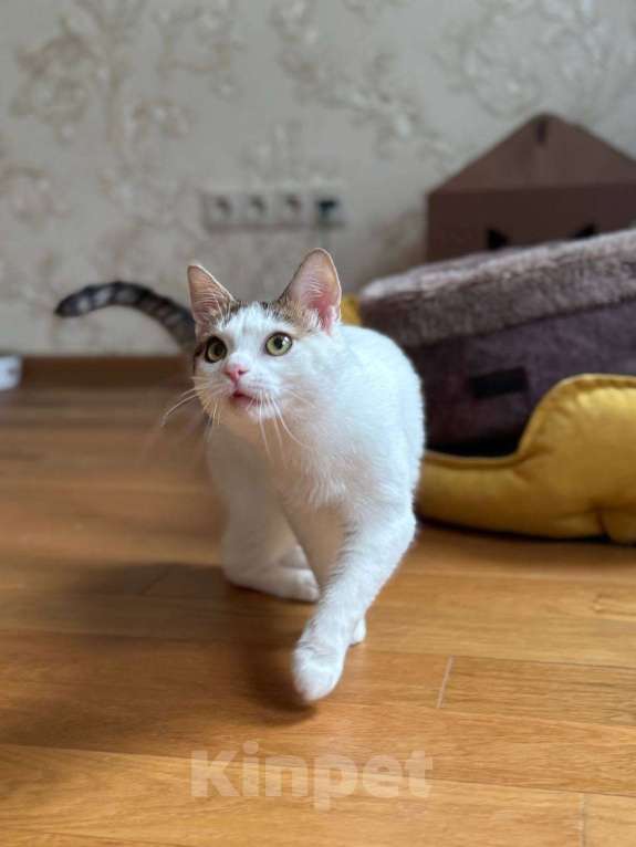 Кошки в Москве: Амур в поиках дома Мальчик, Бесплатно - фото 7