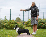 Собаки в Сертолово: Щенок вельш корги кардиган Мальчик, Бесплатно - фото 2