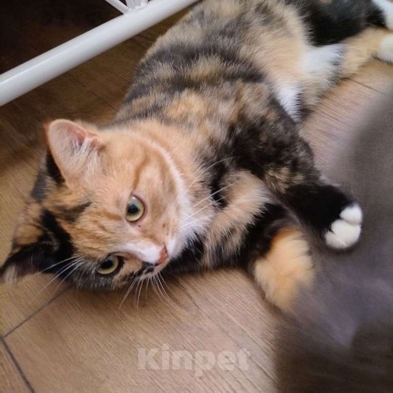 Кошки в других городах Московской области: Котенок в милые добрые руки  Девочка, Бесплатно - фото 2