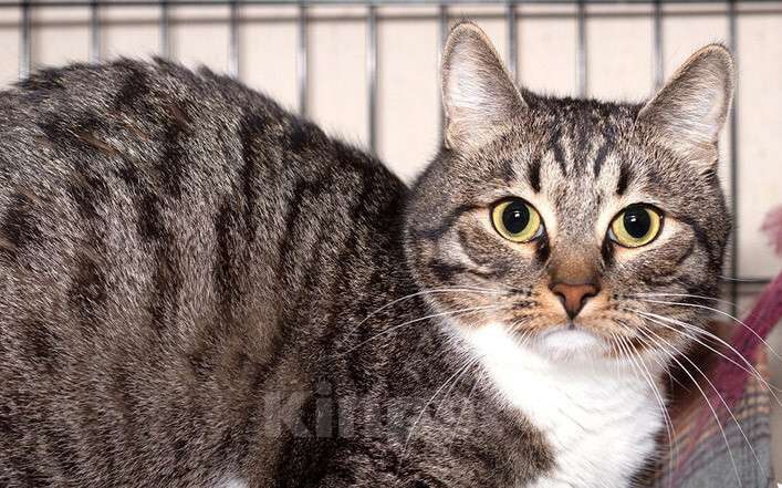 Кошки в Москве: Пристраивается очаровательный кот Капоне в добрые руки Мальчик, Бесплатно - фото 4