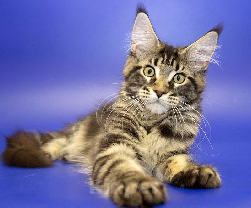 Кошки в Москве: Мейн-кун котенок Девочка, Бесплатно - фото 2