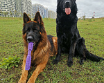 Собаки в Люберцах: Щенки немецкой овчарки Разнополые, 20 000 руб. - фото 9