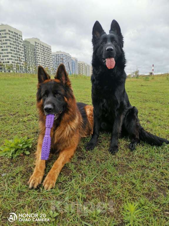 Собаки в Люберцах: Щенки немецкой овчарки Разнополые, 20 000 руб. - фото 9