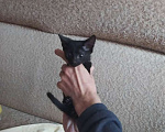Кошки в Барнауле: Прелестные черные котята Мальчик, 1 руб. - фото 2
