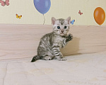 Кошки в Архангельске: Серебристые бенгалы  Девочка, 30 000 руб. - фото 6
