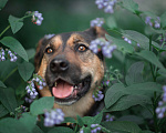 Собаки в Москве: Черешня, 4 года Девочка, Бесплатно - фото 8