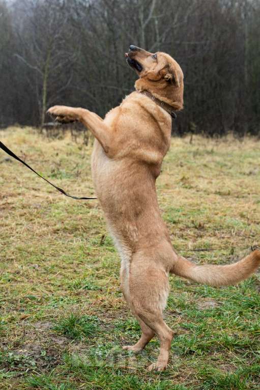 Собаки в Москве: Лаки Девочка, Бесплатно - фото 4