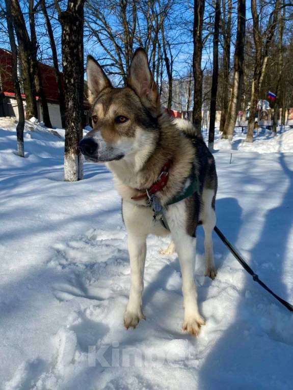 Собаки в Королеве: Лорд- пес для мужчин Мальчик, Бесплатно - фото 4