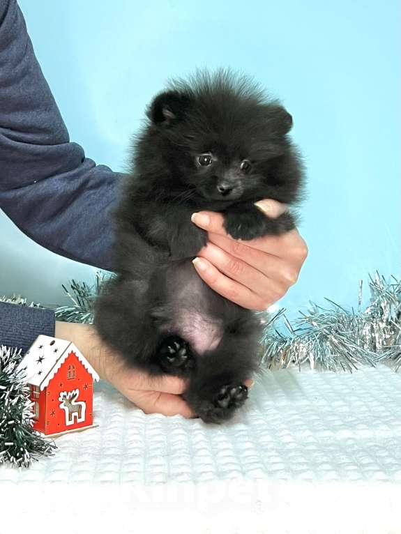 Собаки в Туле: Девочка черная щенок Девочка, 35 000 руб. - фото 4