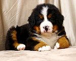 Собаки в Москве: Щенки Бернского зенненхунда Мальчик, Бесплатно - фото 3