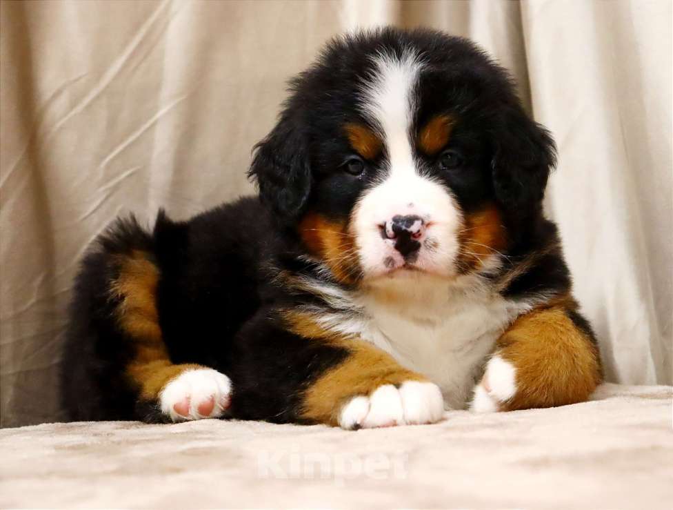 Собаки в Москве: Щенки Бернского зенненхунда Мальчик, Бесплатно - фото 3