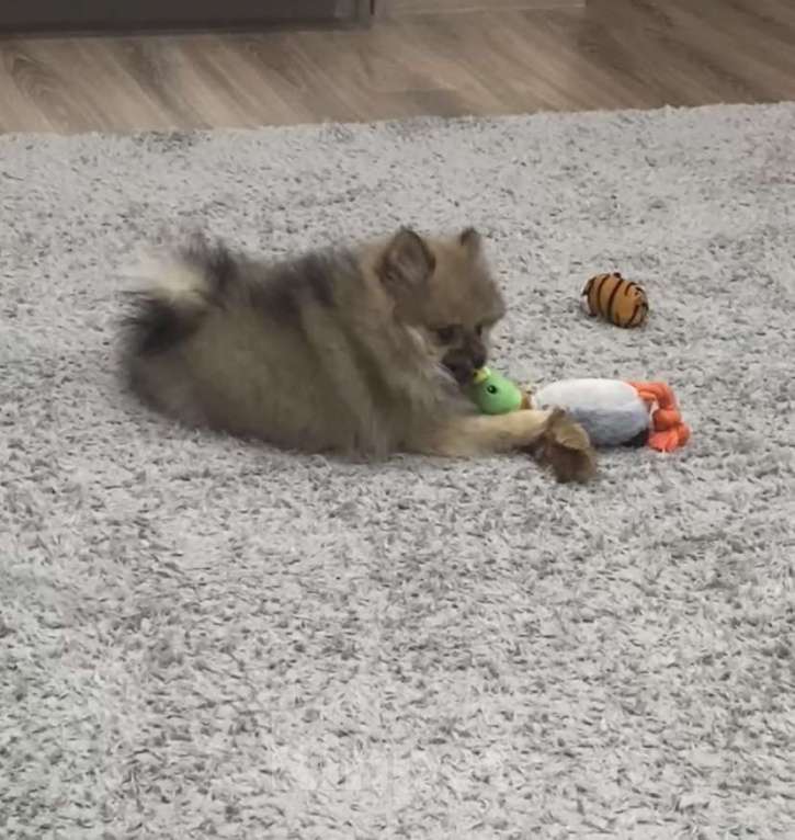 Собаки в Кисловодске: Щенок померанского шпица (Девочка) Девочка, 20 000 руб. - фото 3