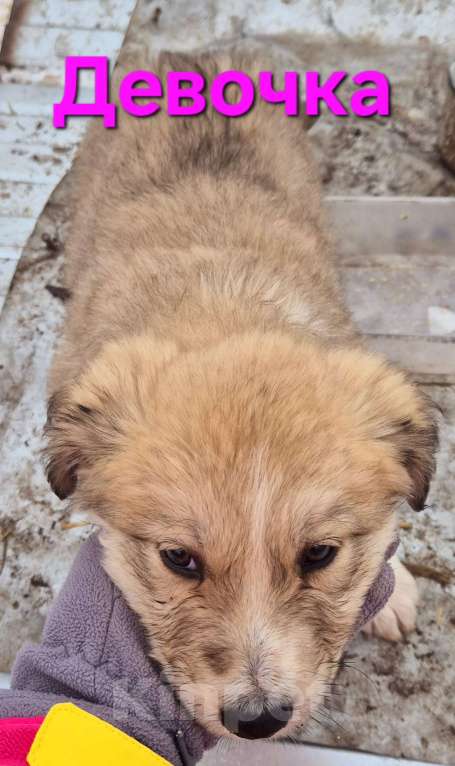 Собаки в Ессентуках: Девочка крупная Девочка, Бесплатно - фото 1