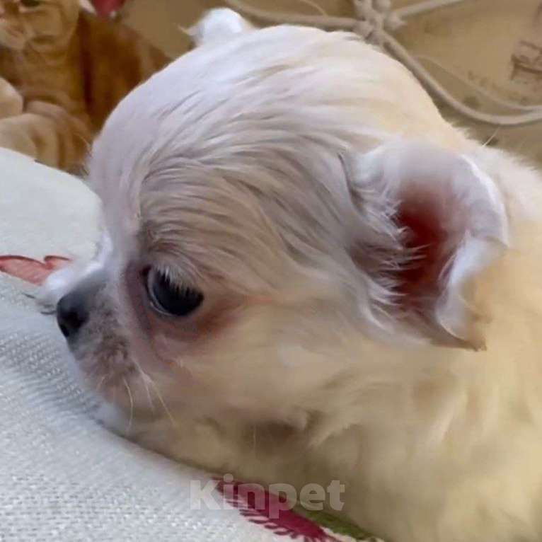 Собаки в Москве: Чихуахуа щенок девочка Девочка, 50 000 руб. - фото 2