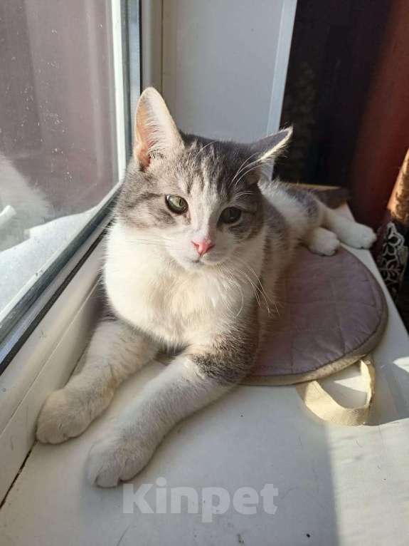 Кошки в Калуге: Отдам в хорошие руки Мальчик, Бесплатно - фото 4